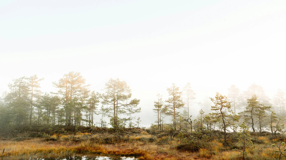 Nordest Estonia Woods