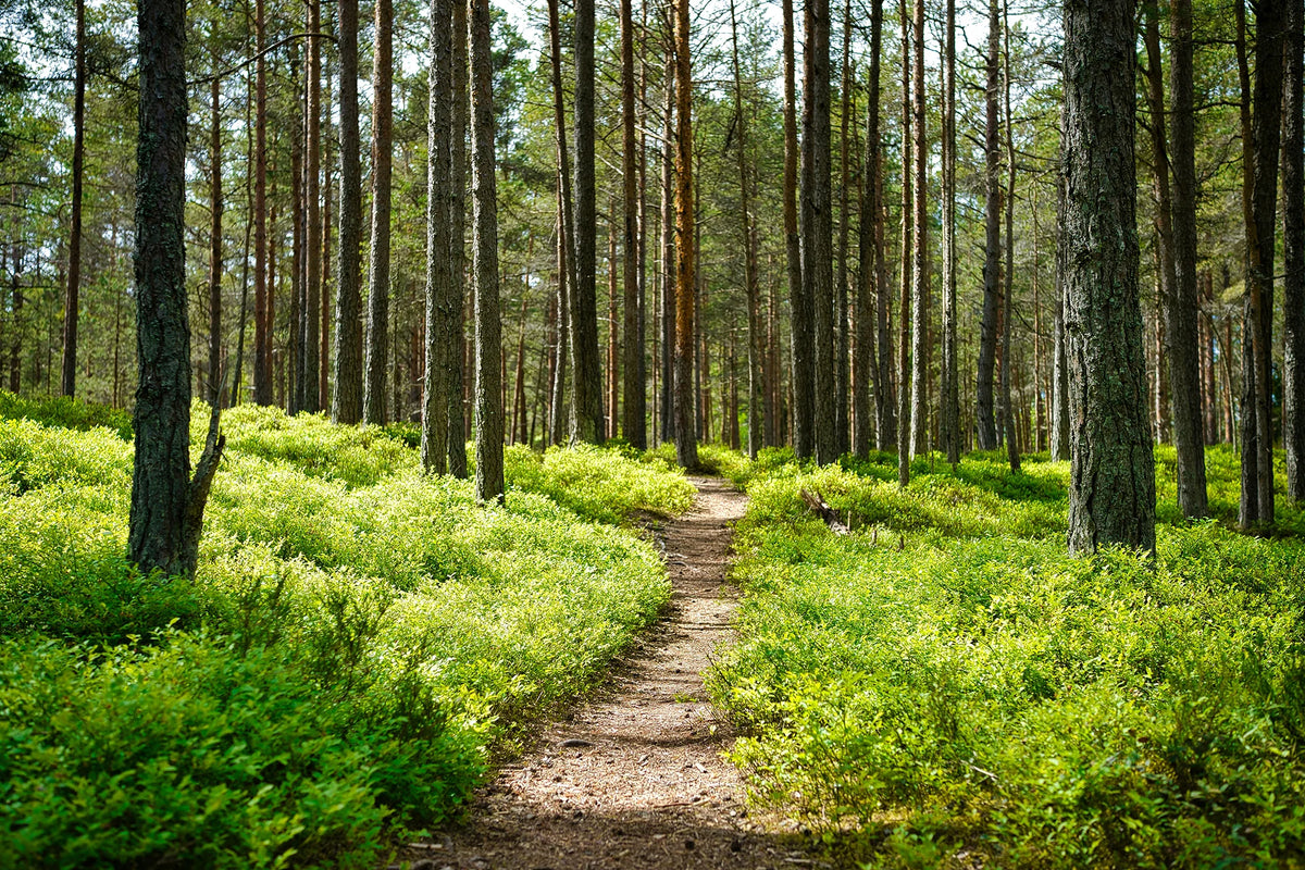 Pathway through a Estonian forest with green undergrowth and tall trees.