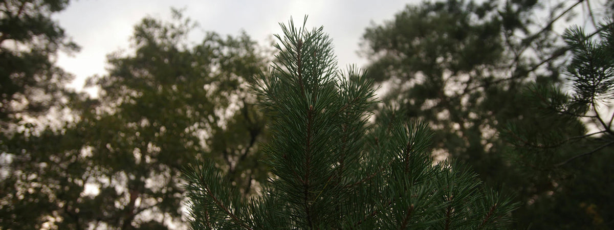 Close-up of pine tree needles with a blurred background of trees and sky.