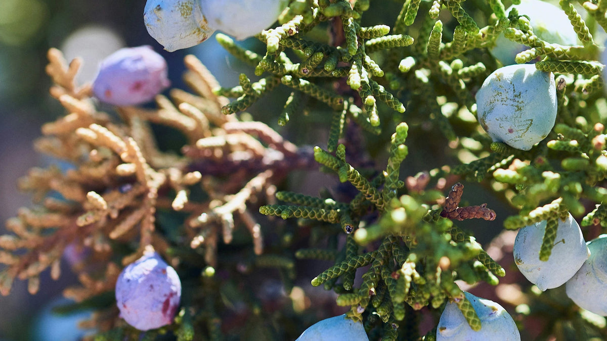 Close-up of juniper berries on a branch with a blurred background